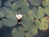Rousham, lotus