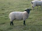 Wimpole sheep