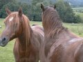 Gigrin Farm horses