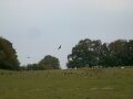 kite feeding time at Gigrin Farm